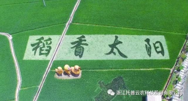 浙江臨安：竹林變稻田，農(nóng)戶喜開顏